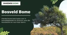 Bosveld Bome | Inheemse Bome