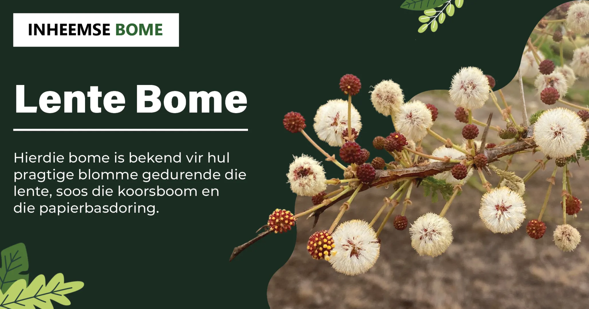 Lente Bome | Inheemse Bome