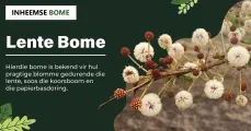 Lente Bome | Inheemse Bome