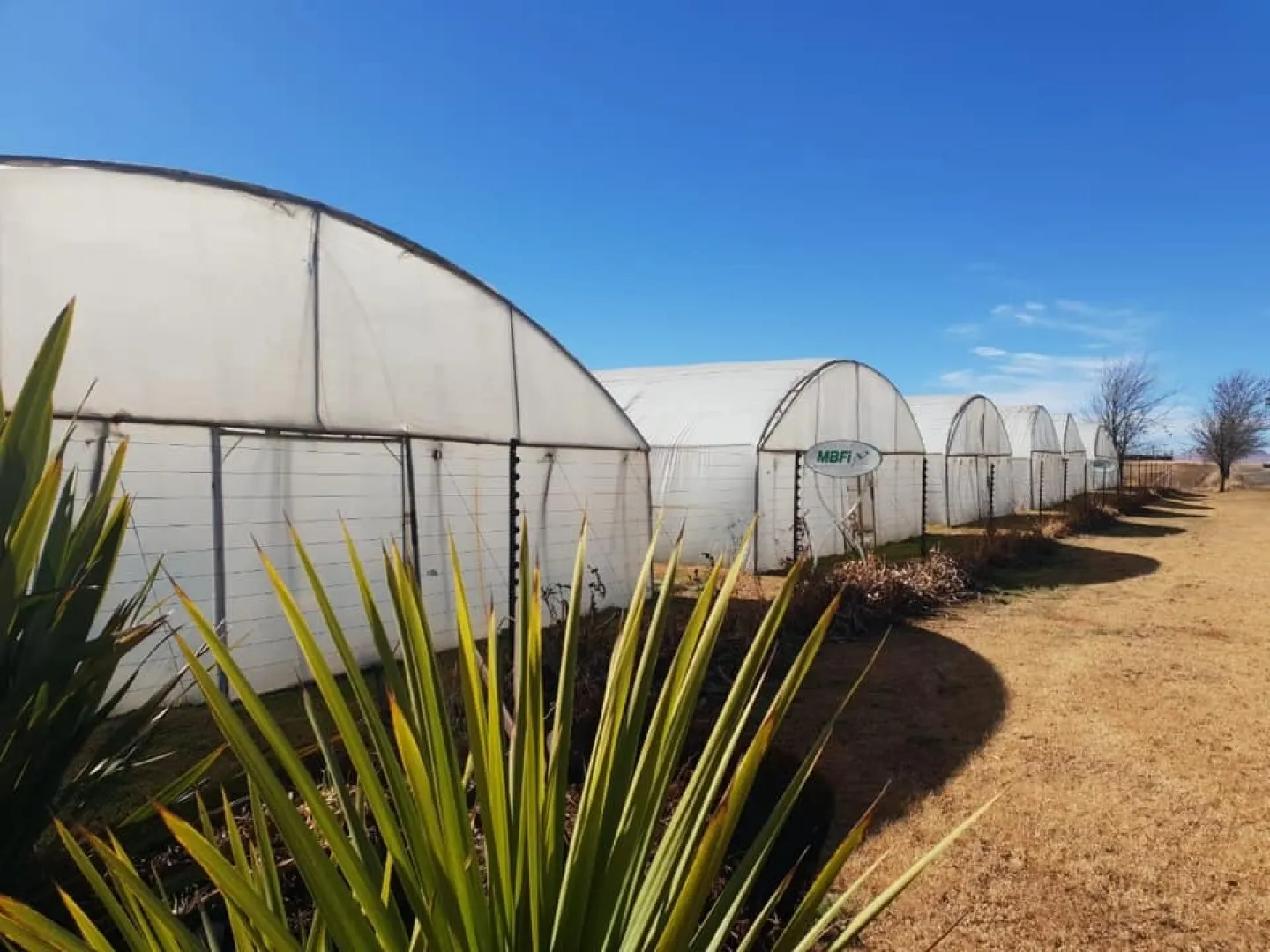 7 x hidroponiese tonnels | Agrimar