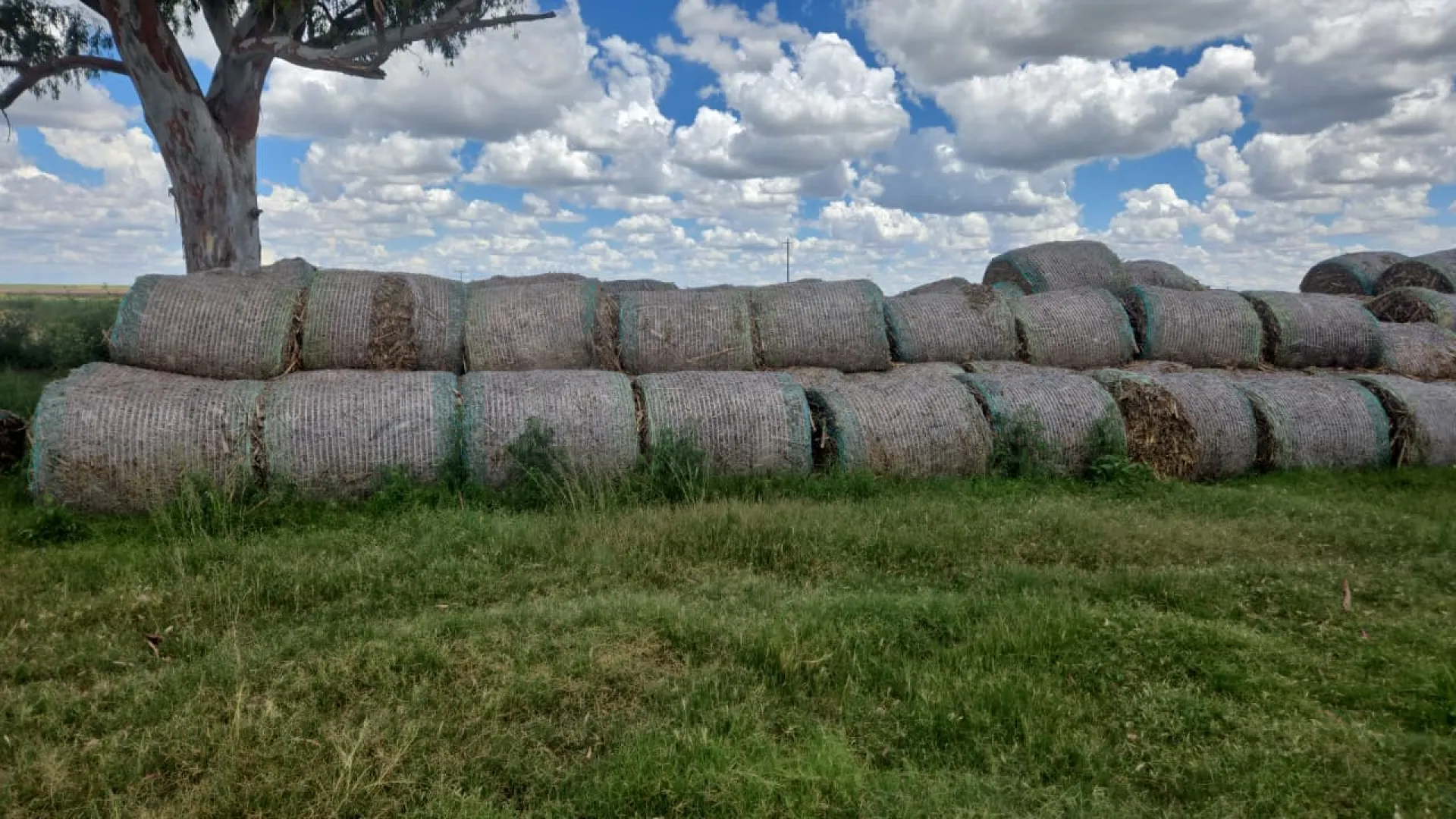 Maize bales