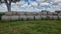 Maize bales