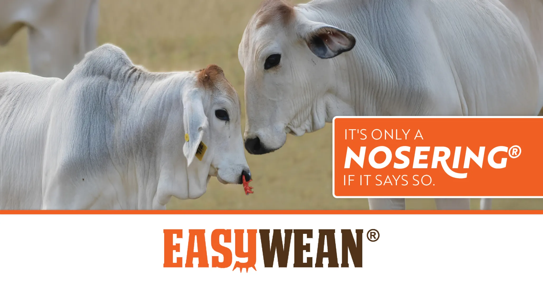 Farm smarter! | Wean with ease | No stress | EasyWean®