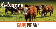 Proper Weaning Starts with the EasyWean® Nosering | EasyWean®