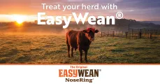Treat your herd with EasyWean® | EASYWEAN® NoseRing