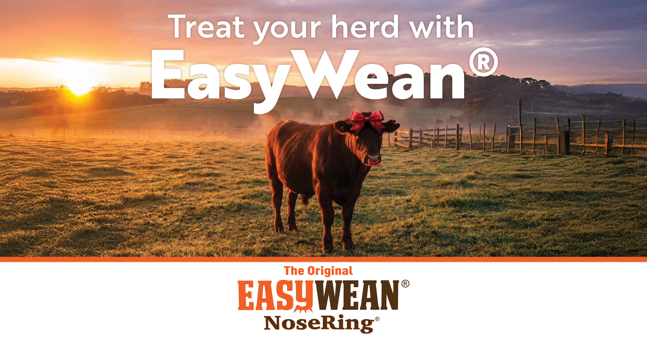 Treat your herd with EasyWean® | EASYWEAN® NoseRing