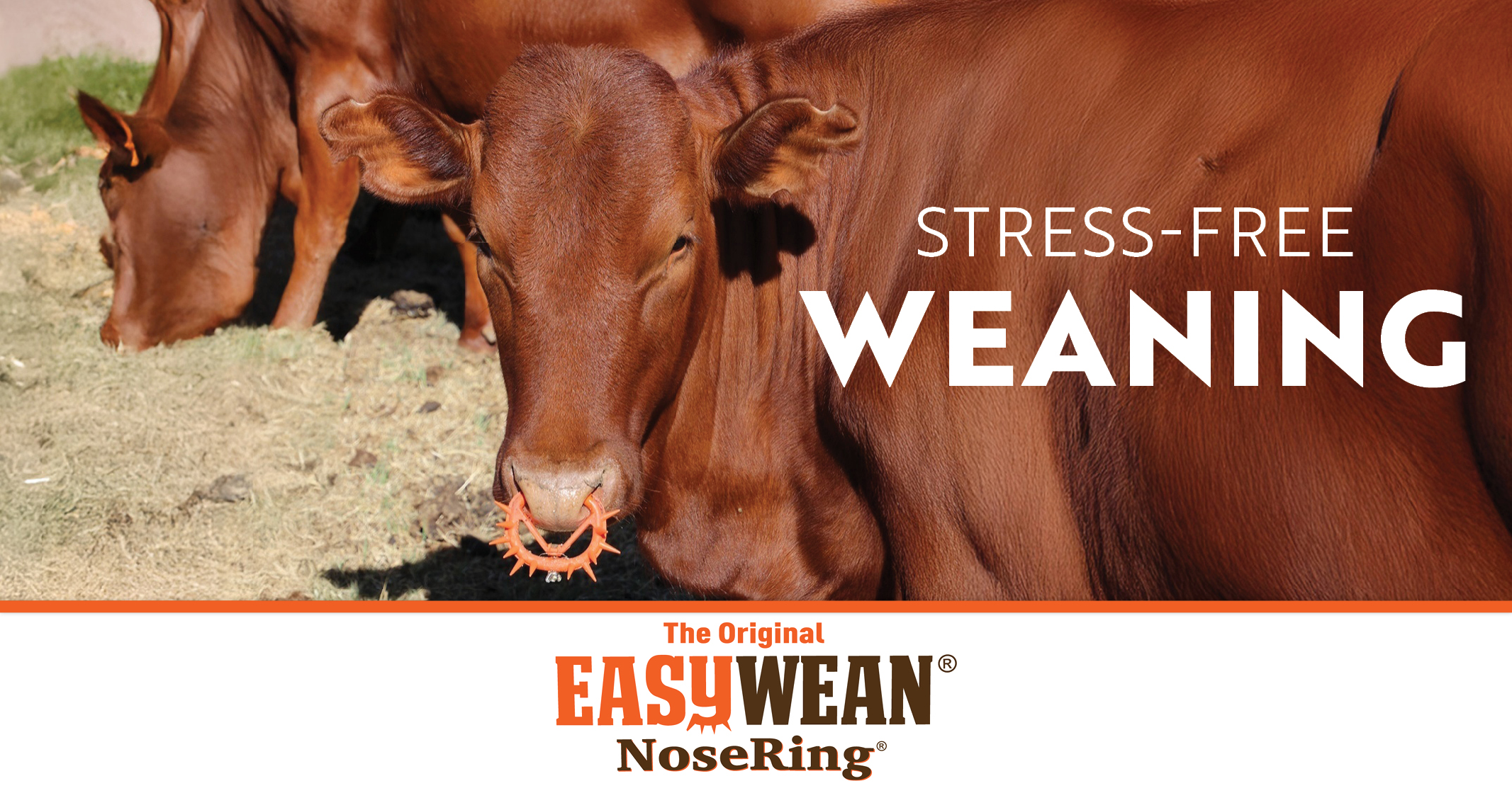 STRESS-FREE WEANING | The Original EASYWEAN® NoseRing