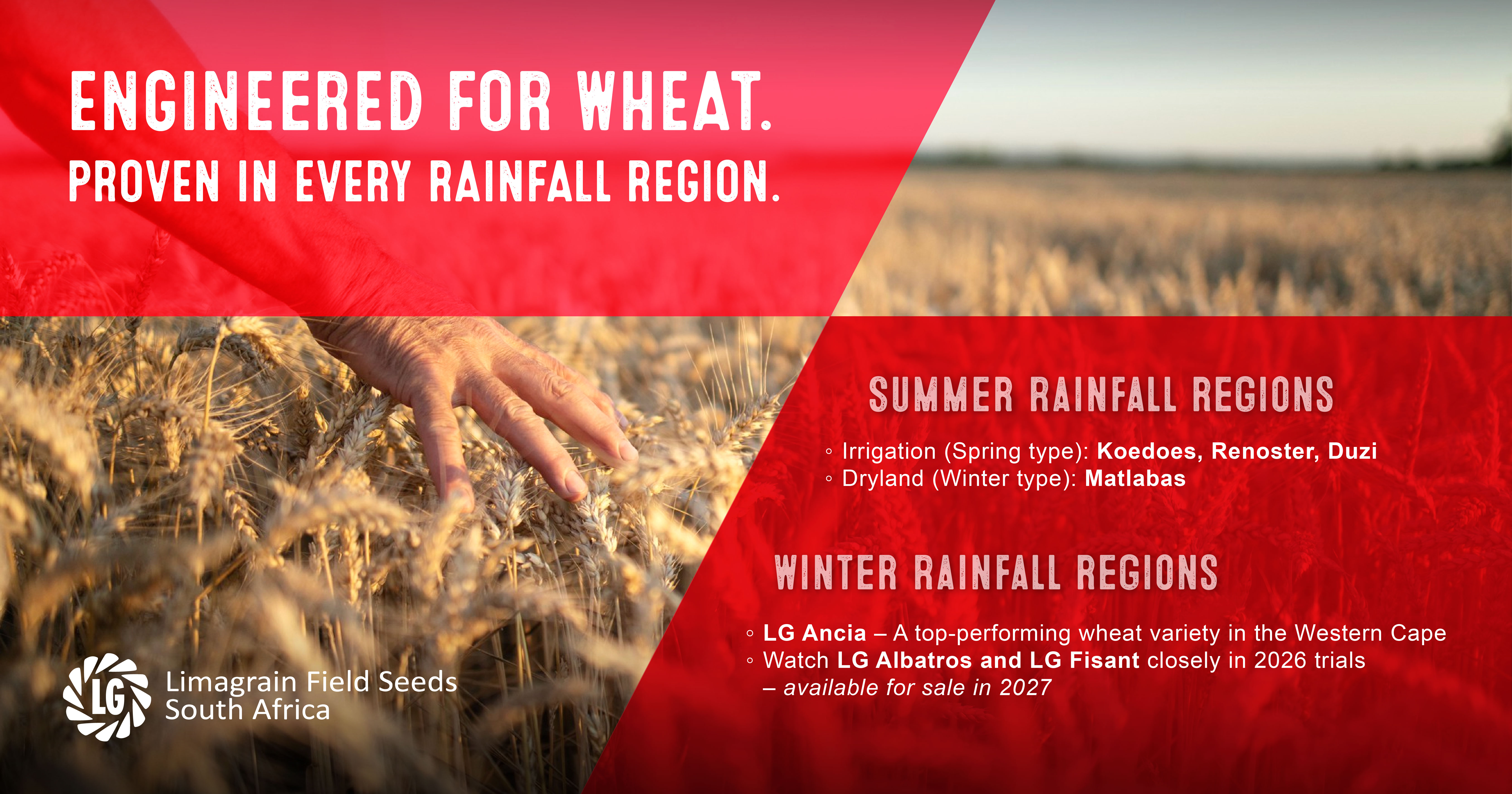 Wheat cultivars – Engineered for performance across rainfall regions | Limagrain Field Seeds