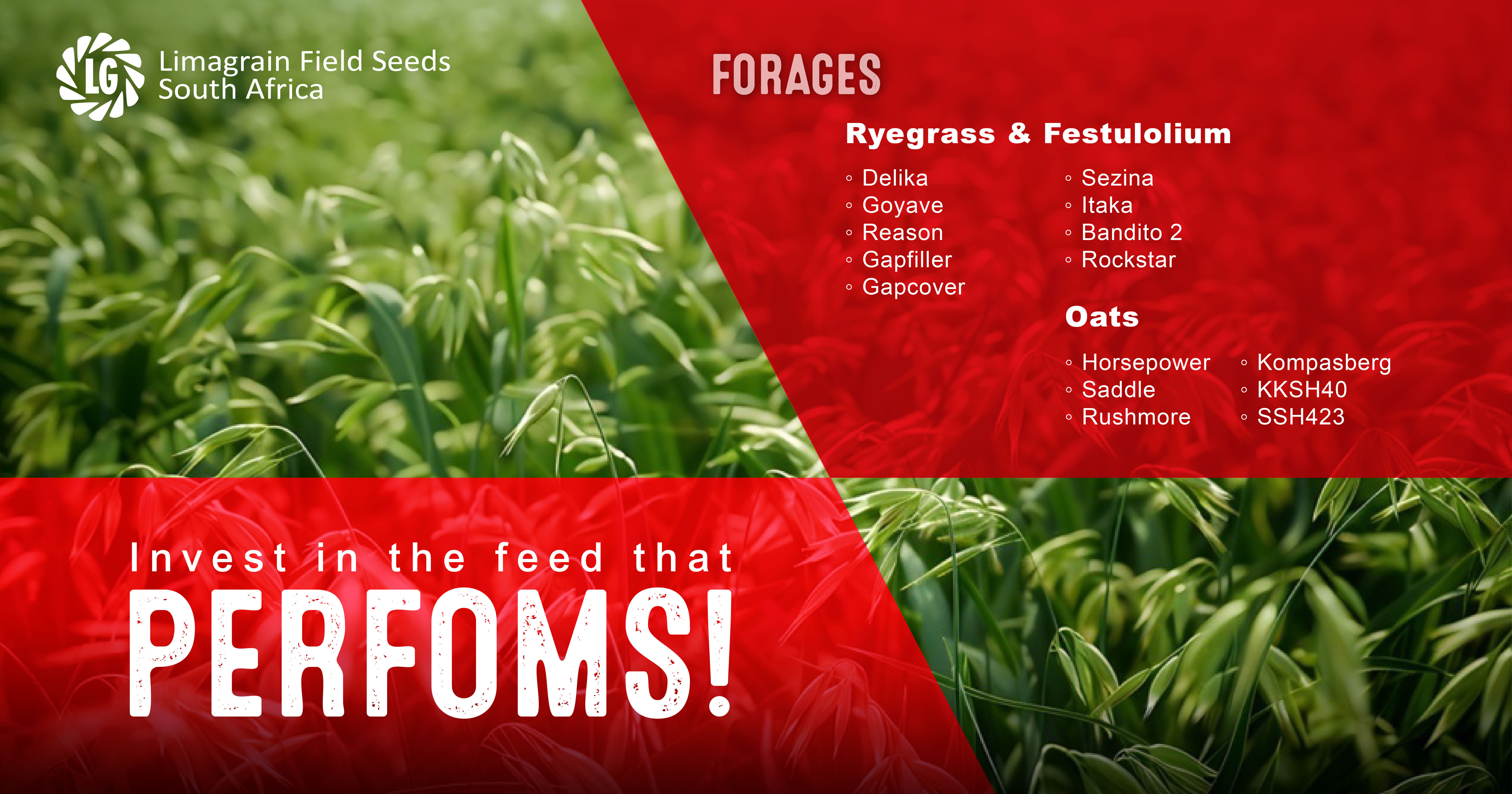 Forage cultivar varieties engineered for grazing performance | Limagrain Field Seeds