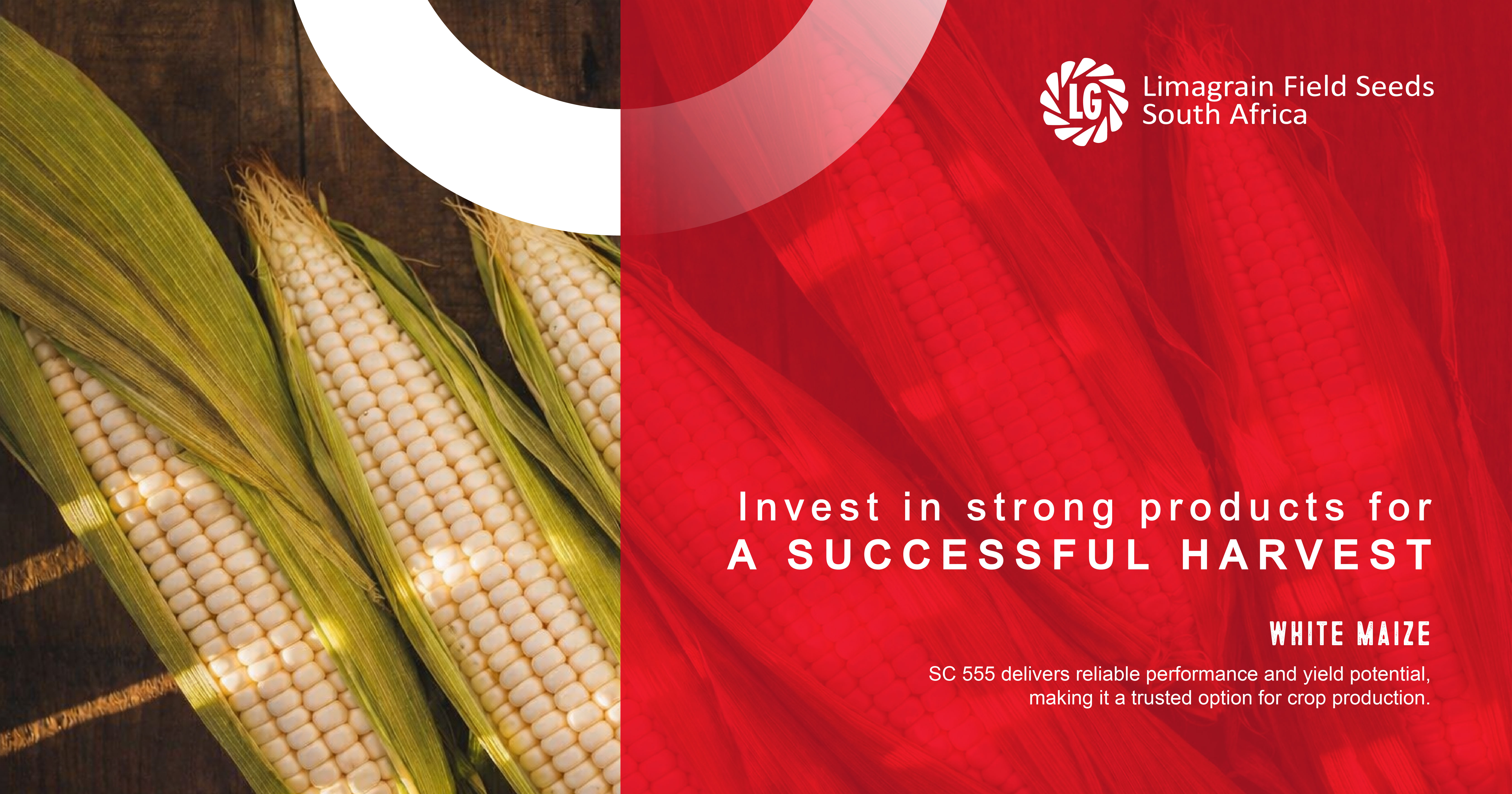 White maize cultivars - Engineered for a successful harvest | Limagrain Field Seeds
