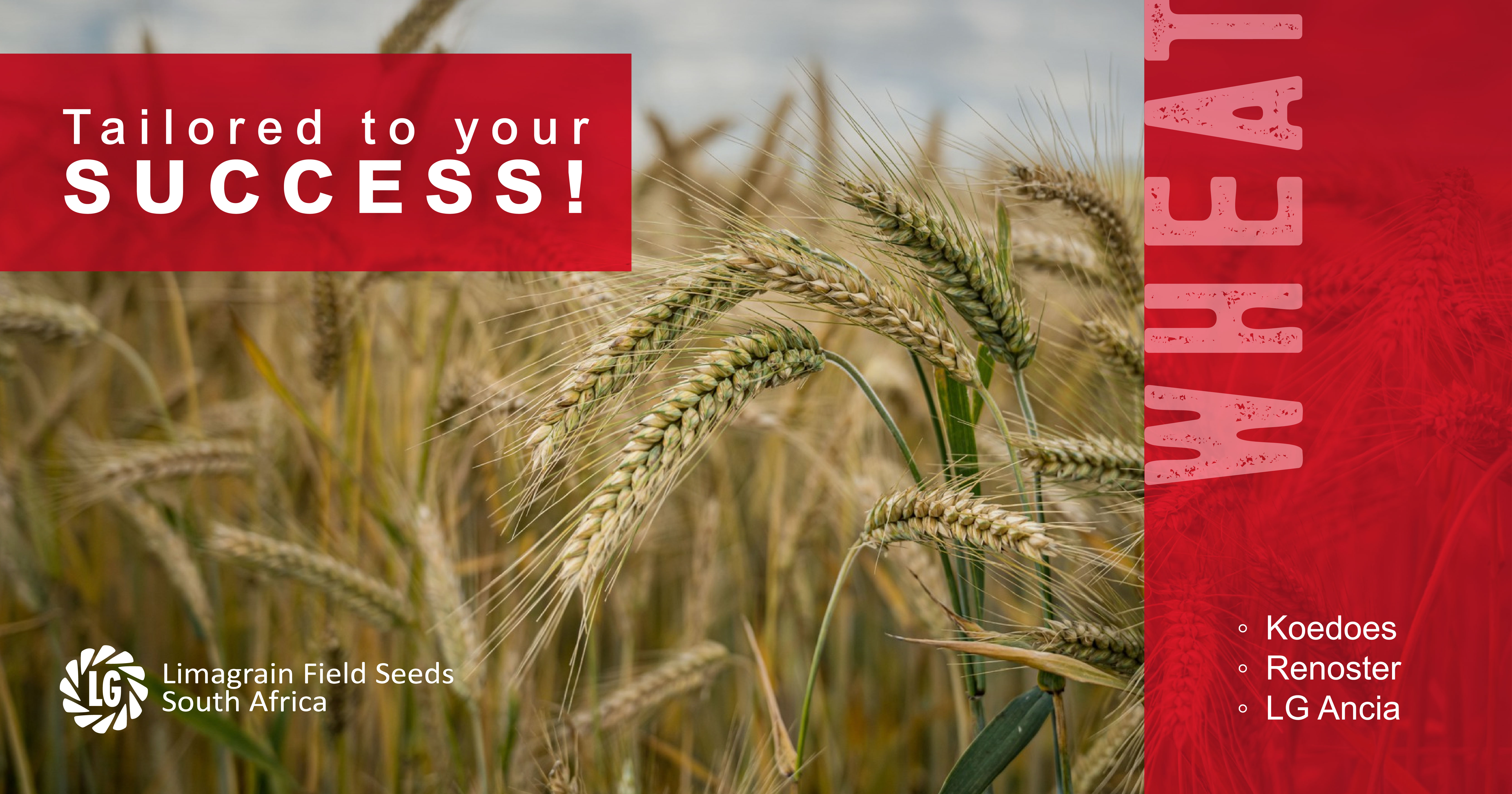 Wheat cultivars tailored to your success | Limagrain Field Seeds