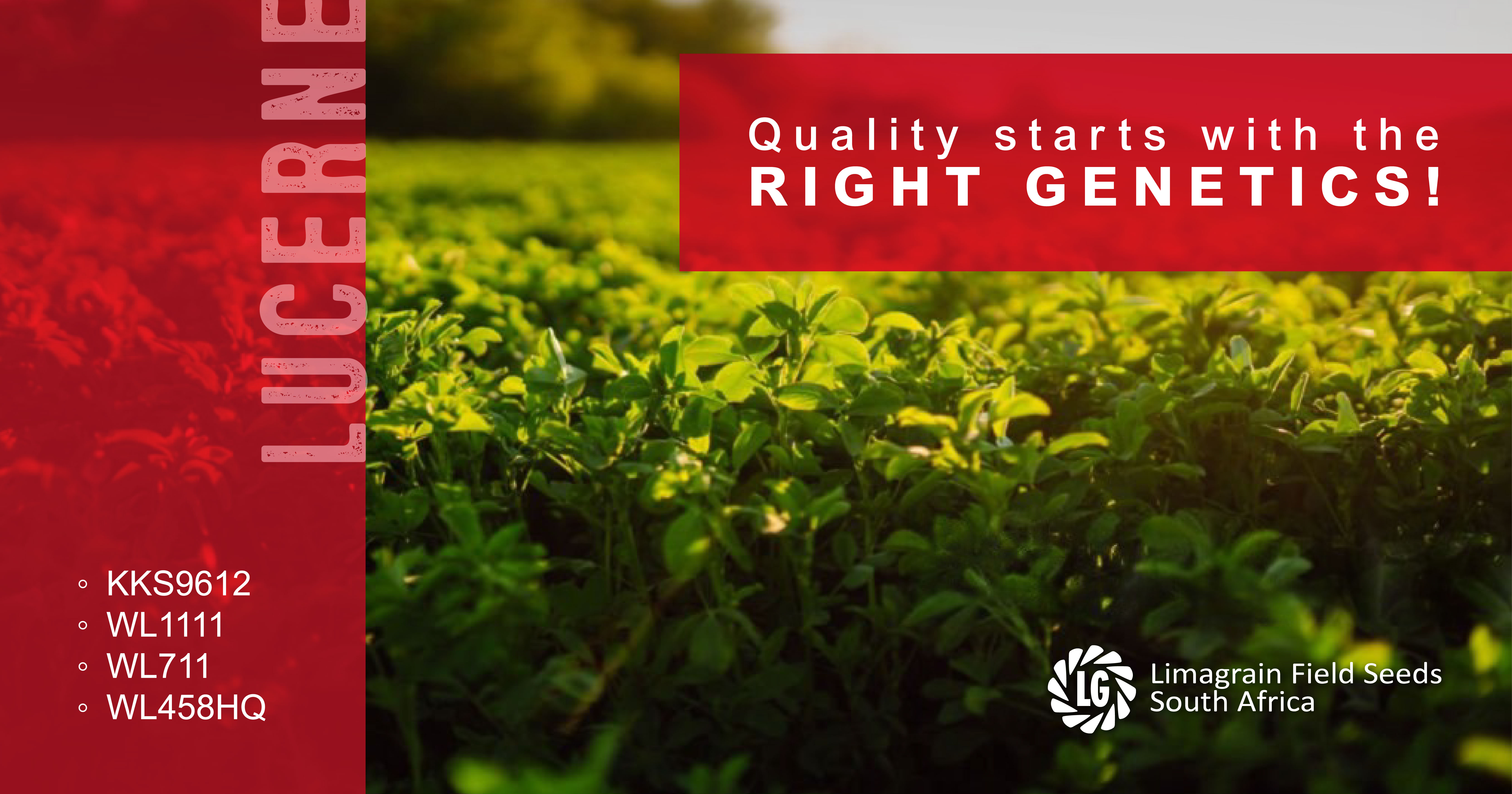 Lucerne cultivars built on the right genetics | Limagrain Field Seeds