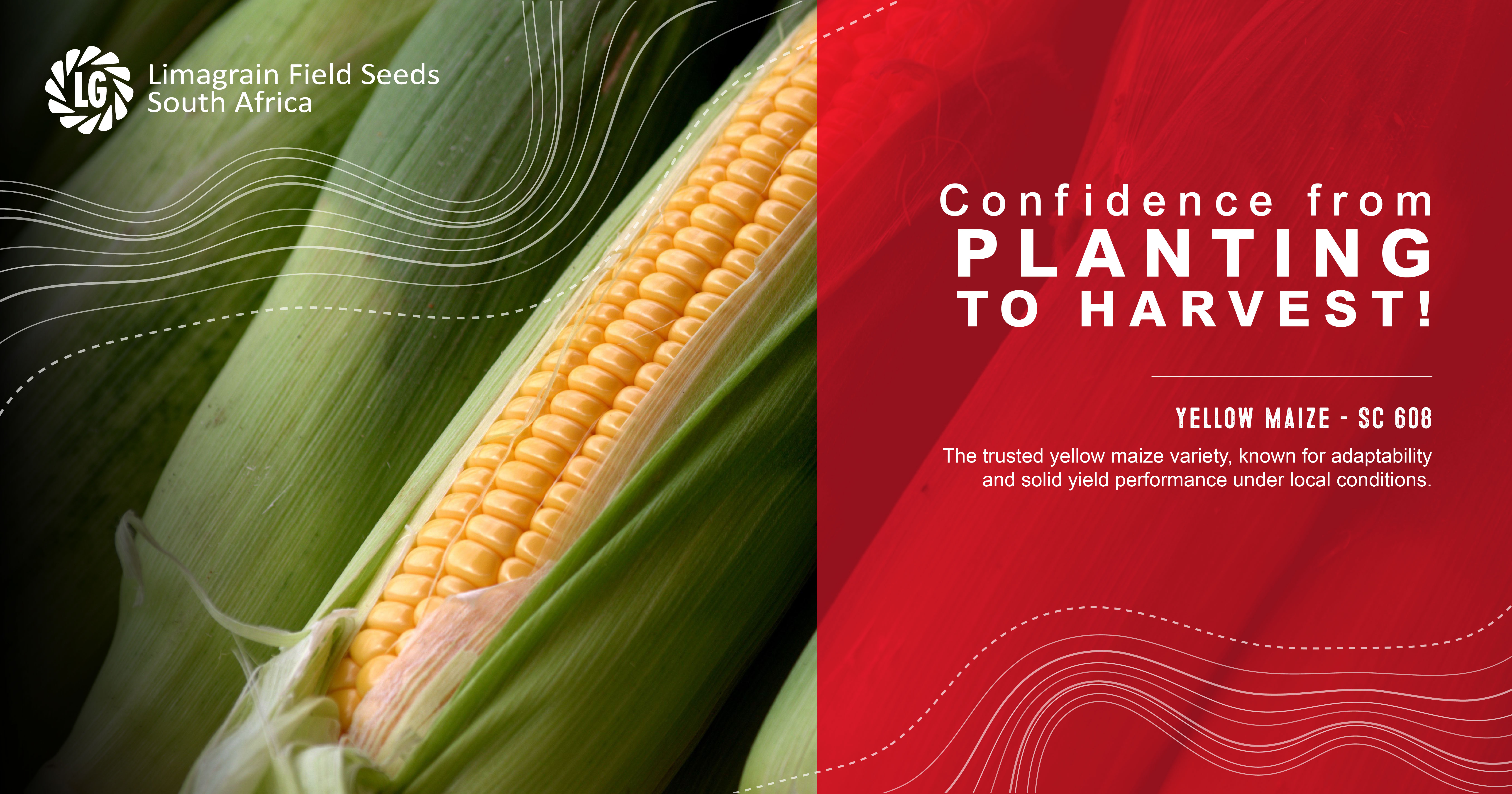 Yellow maize cultivars - Confidence from planting to harvest | Limagrain Field Seeds