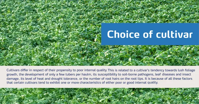 YaraLiva™ – Supporting potato quality from the inside out | Yara Africa Fertiliser