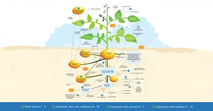 YaraLiva™ – Supporting potato quality from the inside out | Yara Africa Fertiliser