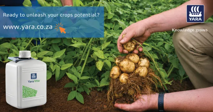 YaraLiva™ – Supporting potato quality from the inside out | Yara Africa Fertiliser