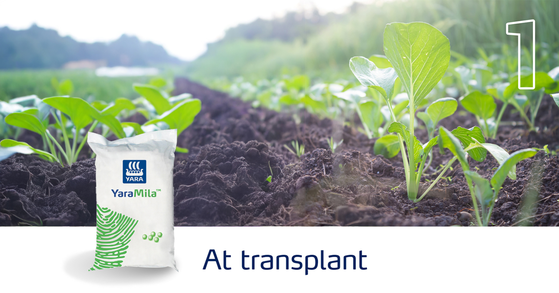 Healthy cabbages – Easy as 1, 2, 3 with Yara Africa Fertiliser