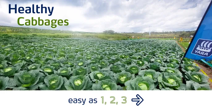 Healthy cabbages – Easy as 1, 2, 3 with Yara Africa Fertiliser