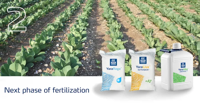 Healthy cabbages – Easy as 1, 2, 3 with Yara Africa Fertiliser