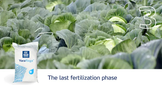 Healthy cabbages – Easy as 1, 2, 3 with Yara Africa Fertiliser