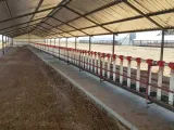Feedlot systems | RSA Grain Storage Solutions
