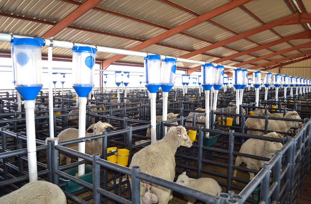 Lambing pens | RSA Grain Storage Solutions