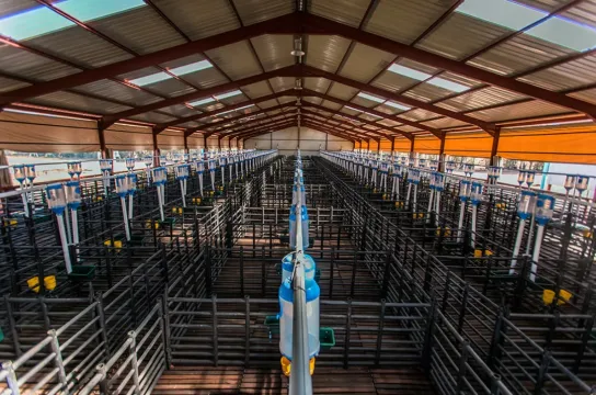 Lambing pens | RSA Grain Storage Solutions