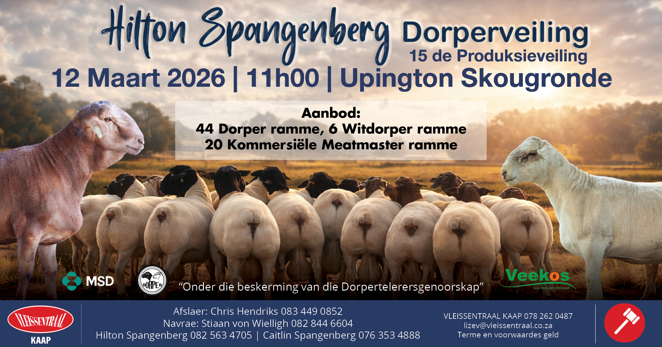 Hilton Spangenberg Dorperveiling 15 de Produksieveiling | 12 Maart 2026 | Upington Skougronde