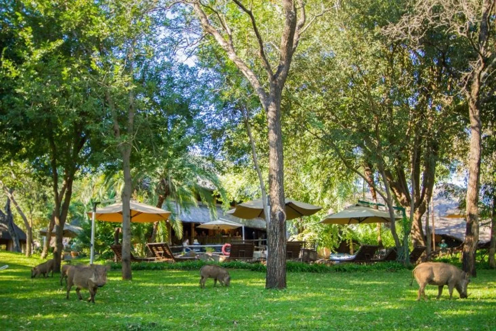 Lokuthula Lodges (May 7, 2026 to Aug 3, 2026) | XL Boland Travel 