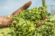 Afric1 Maize silage | Limagrain Field Seeds South Africa