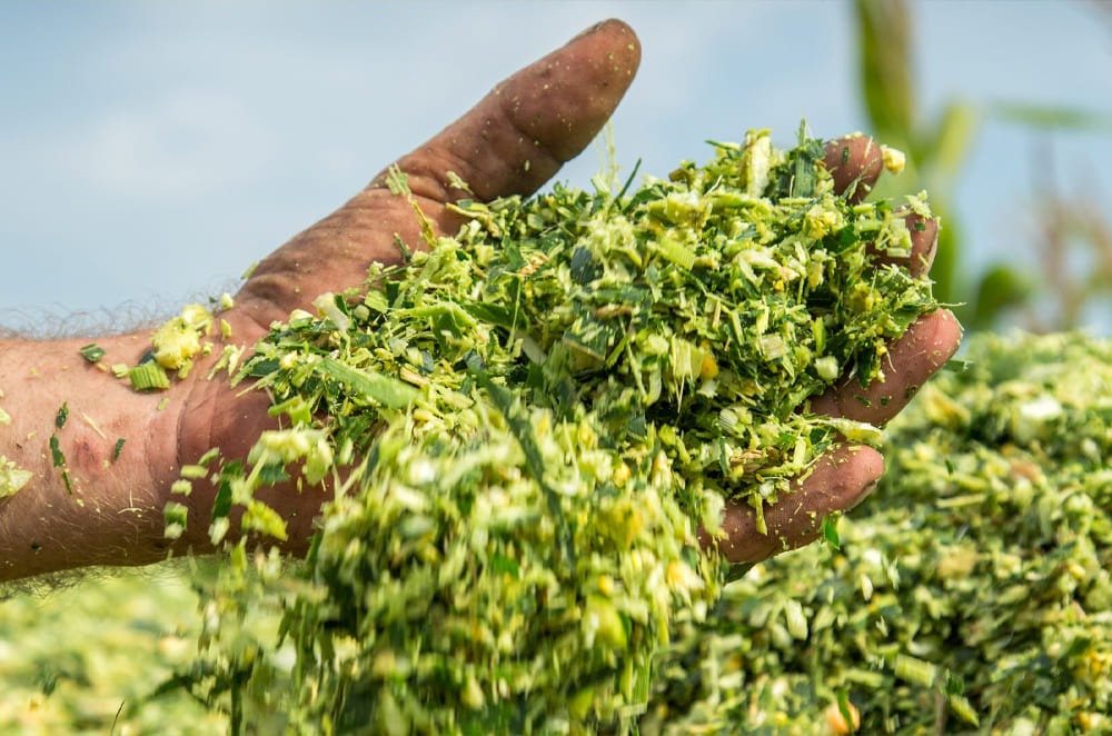 Afric1 Maize silage | Limagrain Field Seeds South Africa