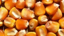 LG 31.664 Yellow maize cultivar | Limagrain Field Seeds South Africa