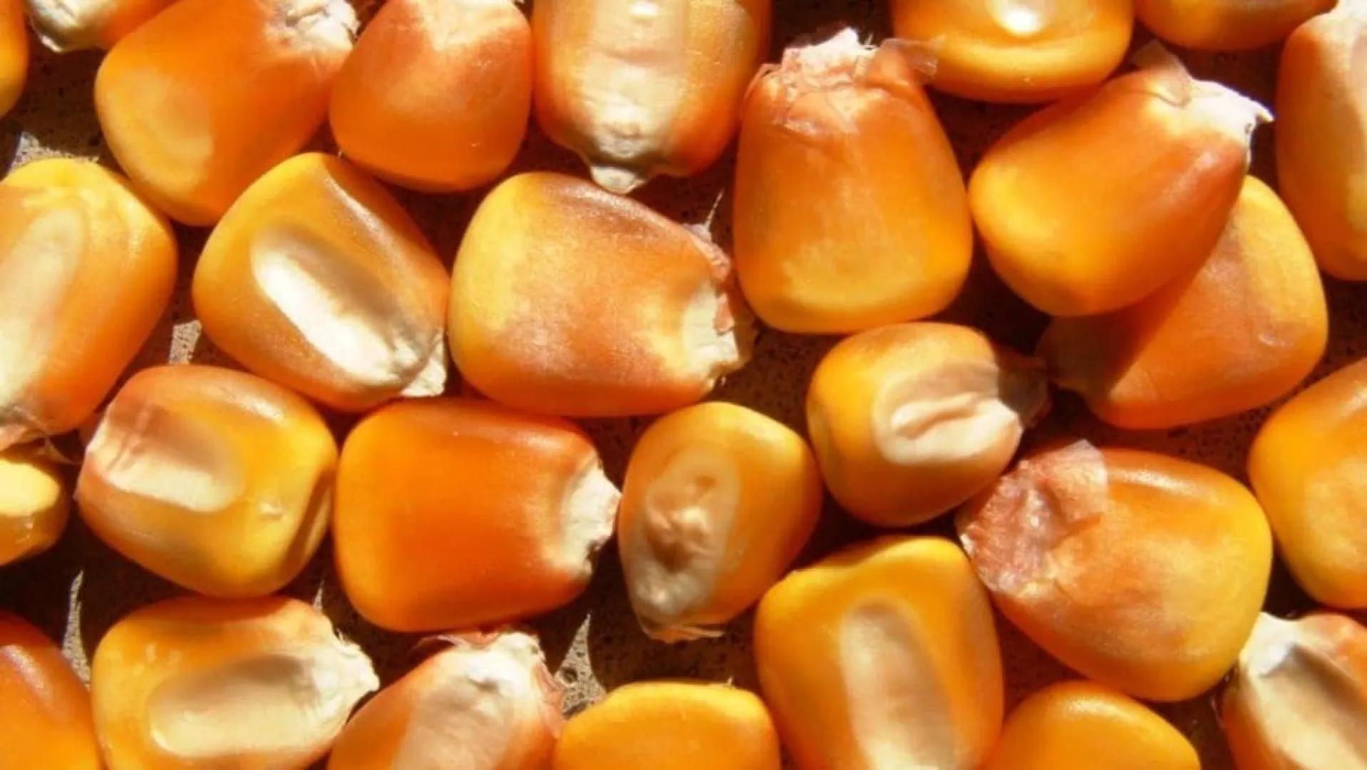 LG 31.664 Yellow maize cultivar | Limagrain Field Seeds South Africa