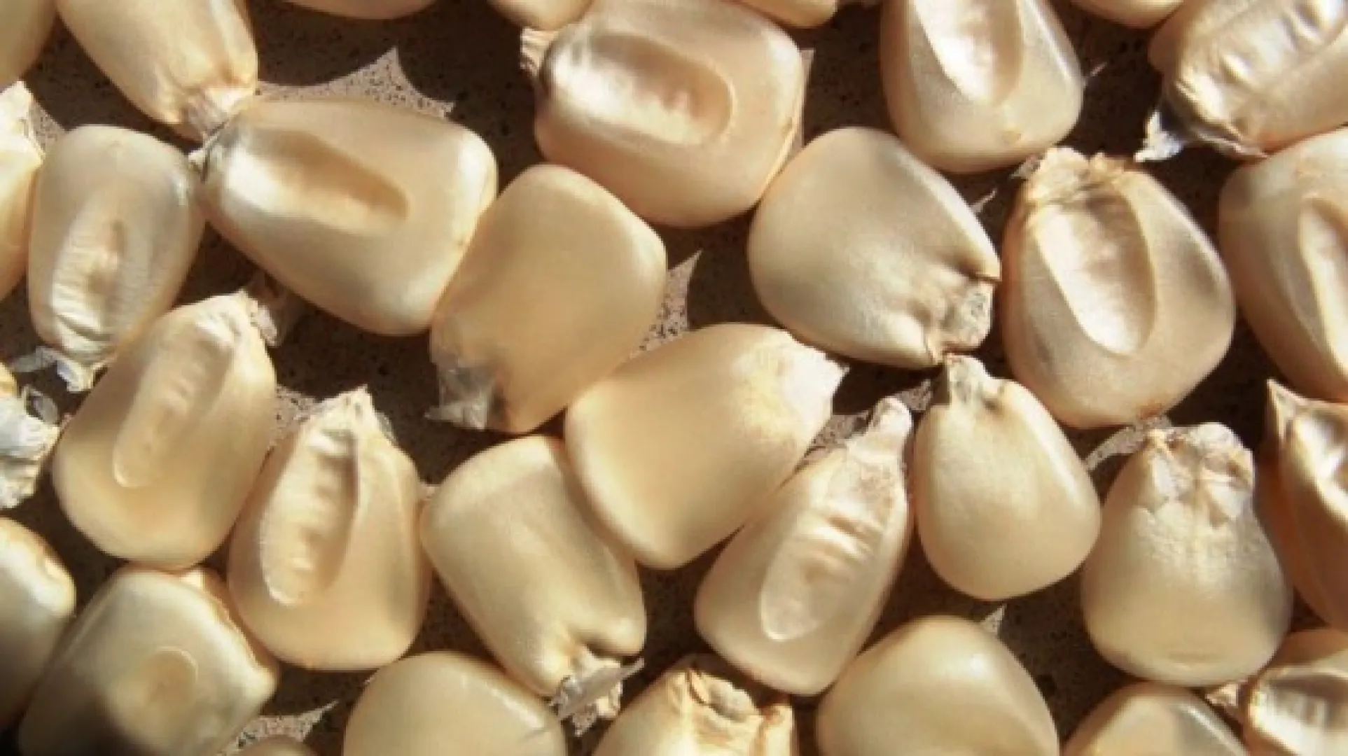LG 31.755R White maize cultivar | Limagrain Field Seeds South Africa