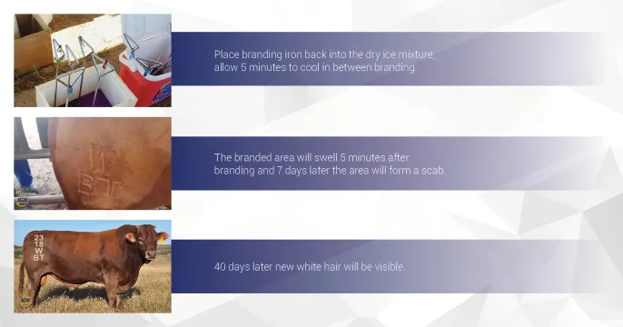 THE STEP-BY STEP Guide that sets you up for success! | Dry Ice 4 Farming