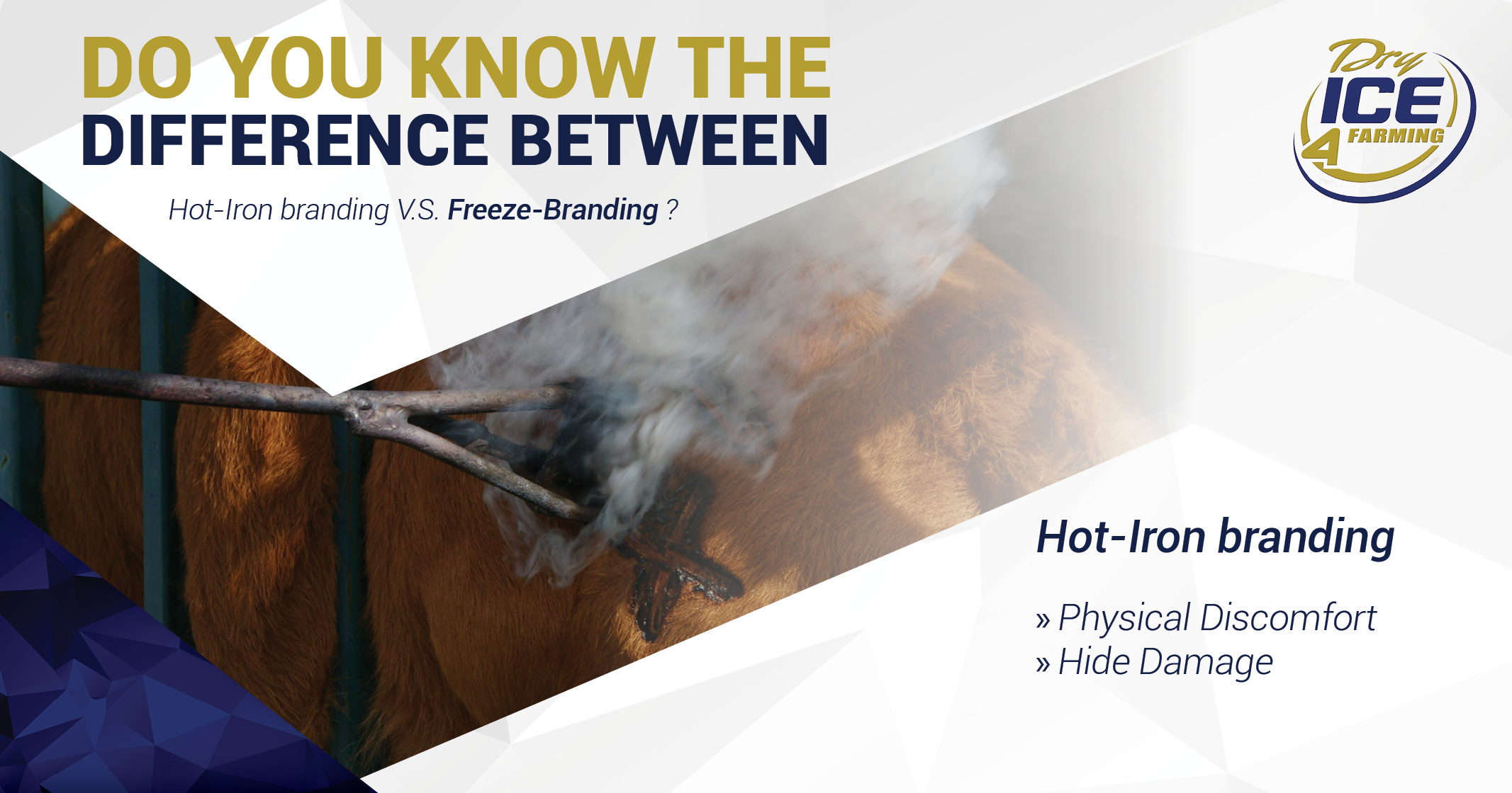 DO YOU KNOW THE DIFFERENCE BETWEEN Hot-Iron branding V.S. Freeze-Branding? | Dry Ice 4 Farming