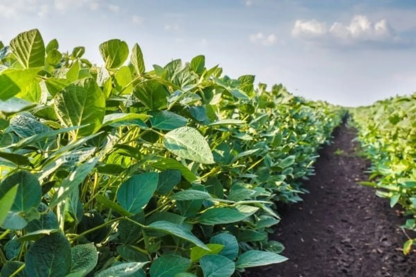 LG 60353R Soybean cultivar | Limagrain Field Seeds South Africa