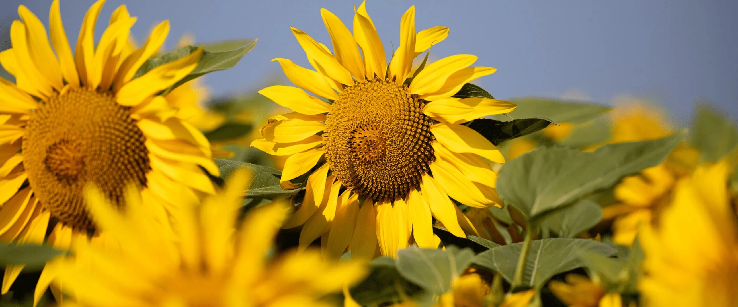 GANDALF CLP Sunflower cultivar | Limagrain Field Seeds South Africa