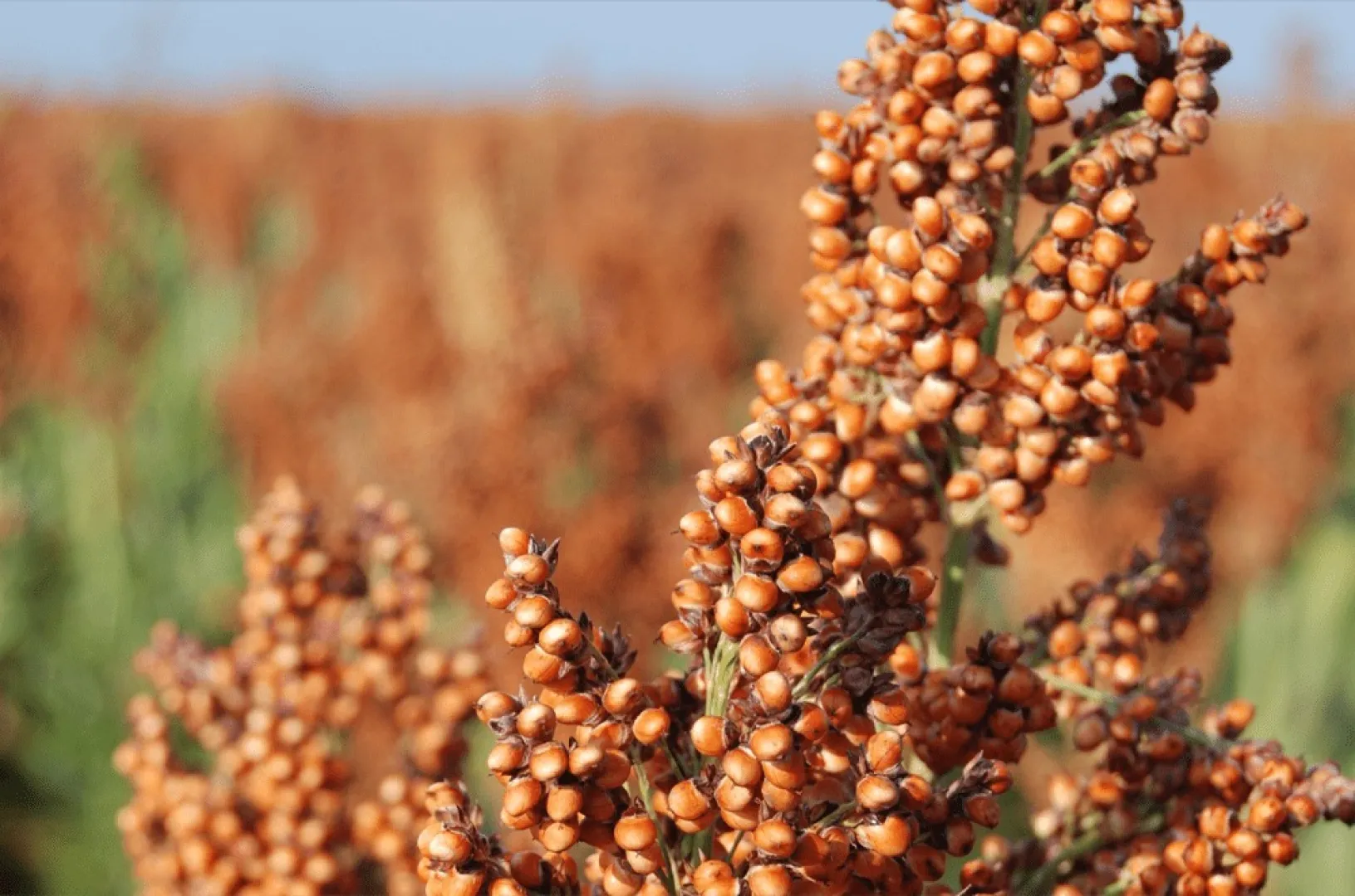 Armax Grain sorghum cultivar | Limagrain Field Seeds South Africa