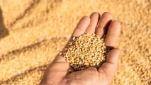 LG Fisant Wheat cultivar | Limagrain Field Seeds South Africa