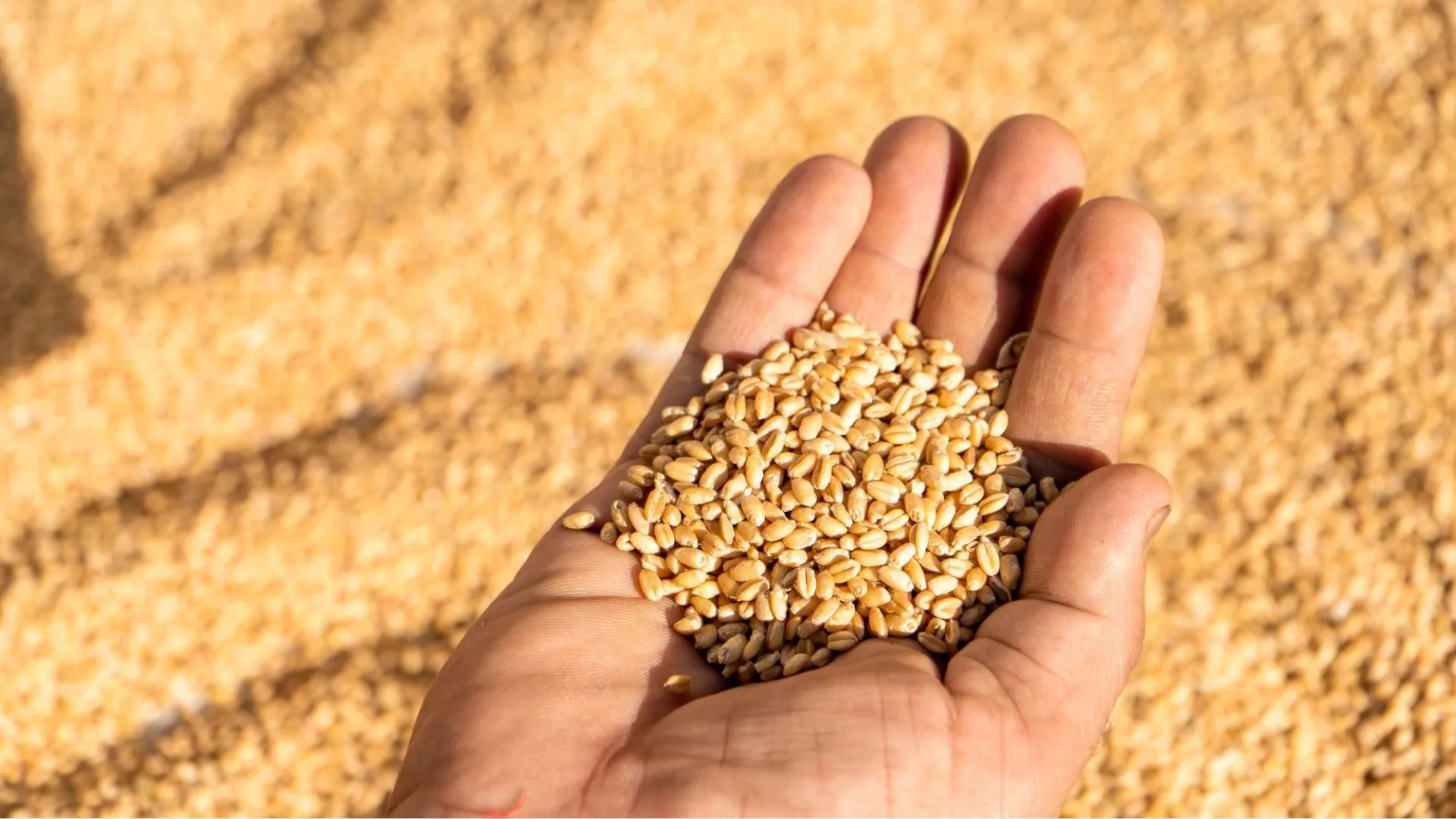 LG Gemsbok Wheat cultivar | Limagrain Field Seeds South Africa