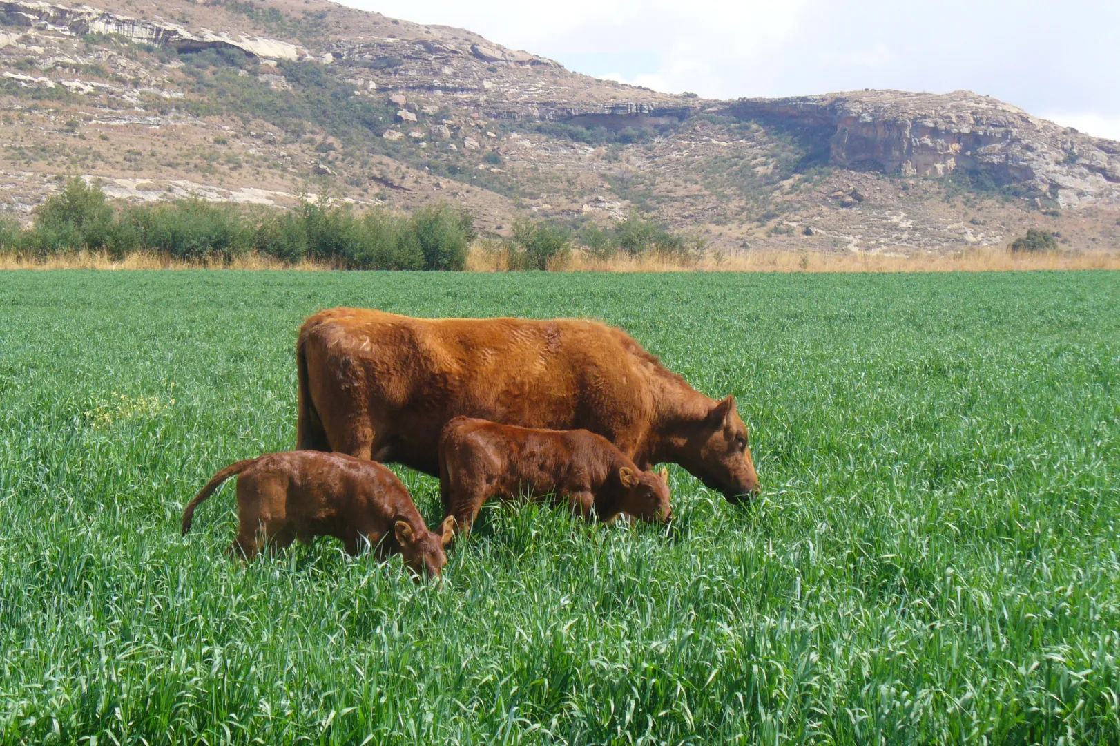 Stooling rye Winter type (Winter pastures- annual forage crops) | Limagrain Field Seeds South Africa