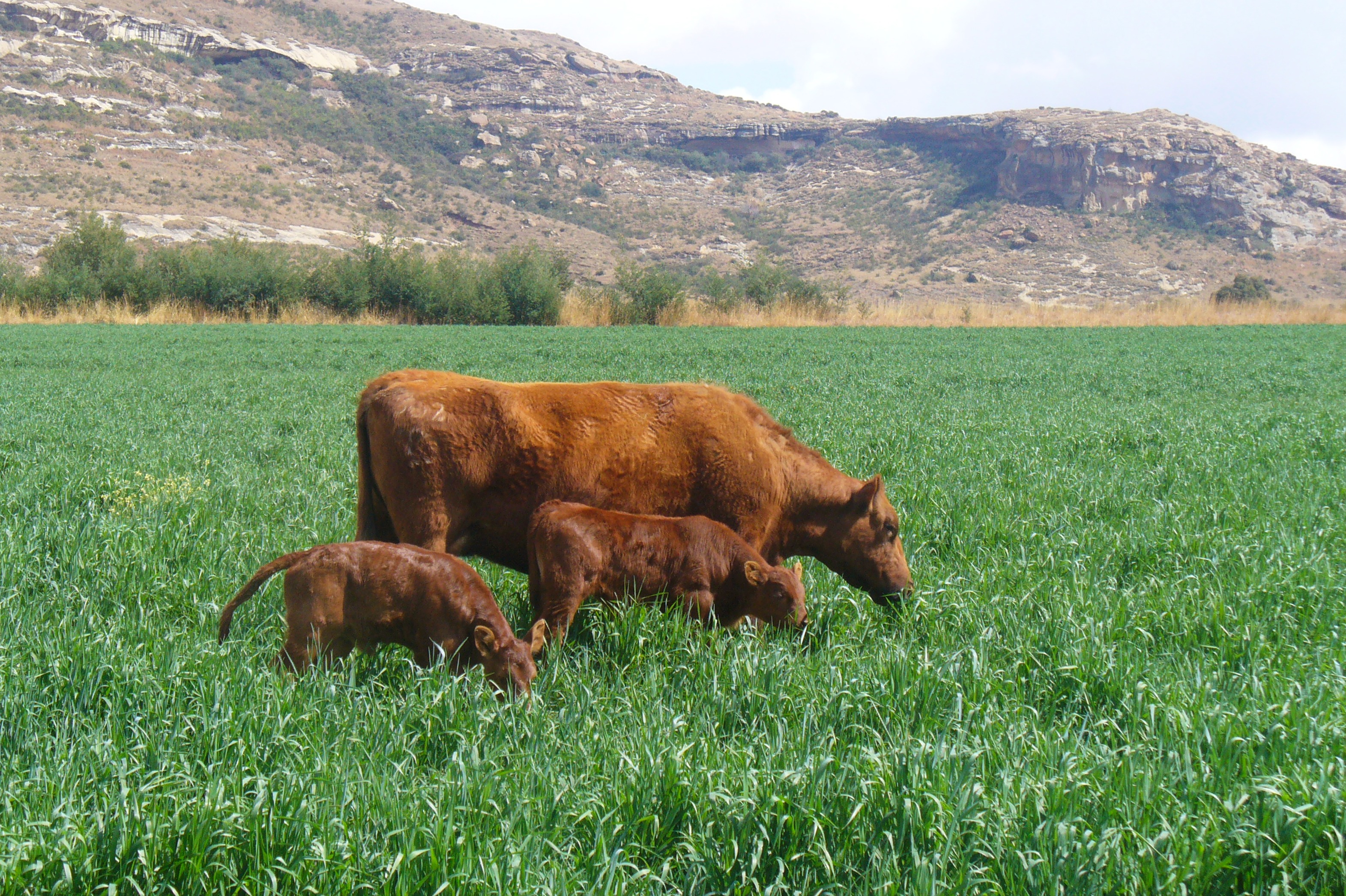 Lolium type Festulolium (Winter pastures- perennial forage crops) | Limagrain Field Seeds South Africa