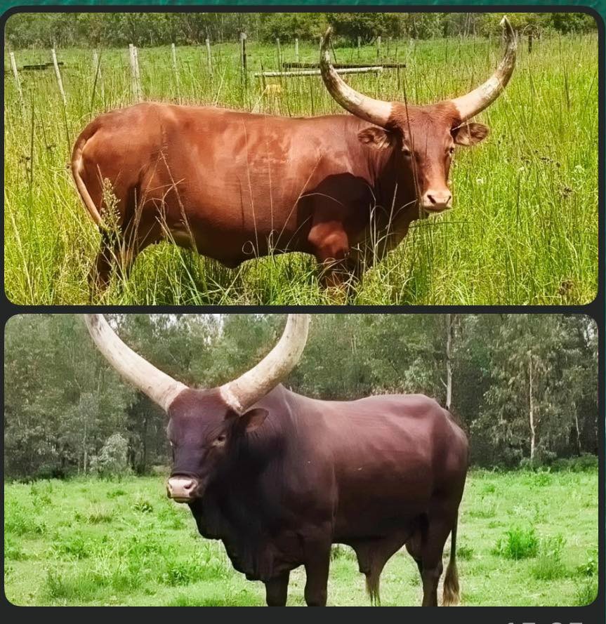 Ankole Stoet bul en koei | Agrimar 