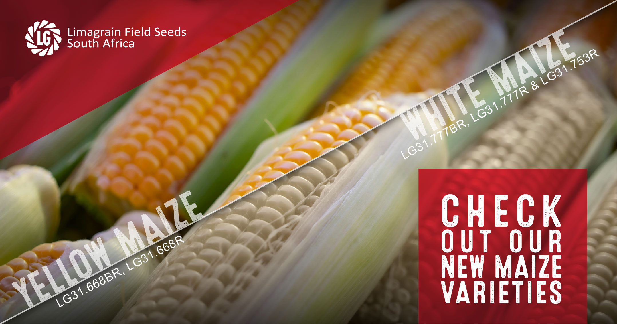 High-performance maize cultivar varieties – yellow & white maize | Limagrain Field Seeds South Africa