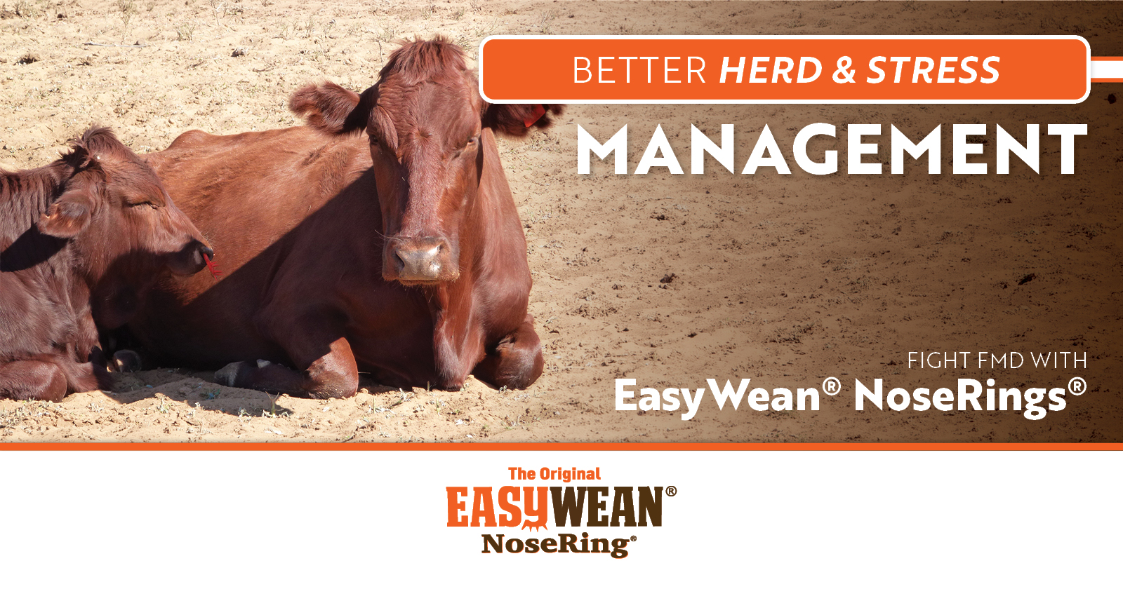 Better Herd & Stress Management | EASYWEAN® NoseRing