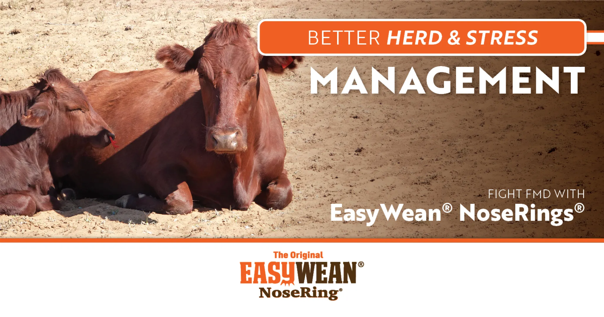 Better Herd &amp; Stress Management | EASYWEAN® NoseRing