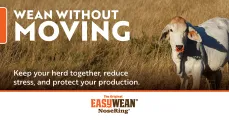 Wean Without Moving | EASYWEAN® NoseRing®