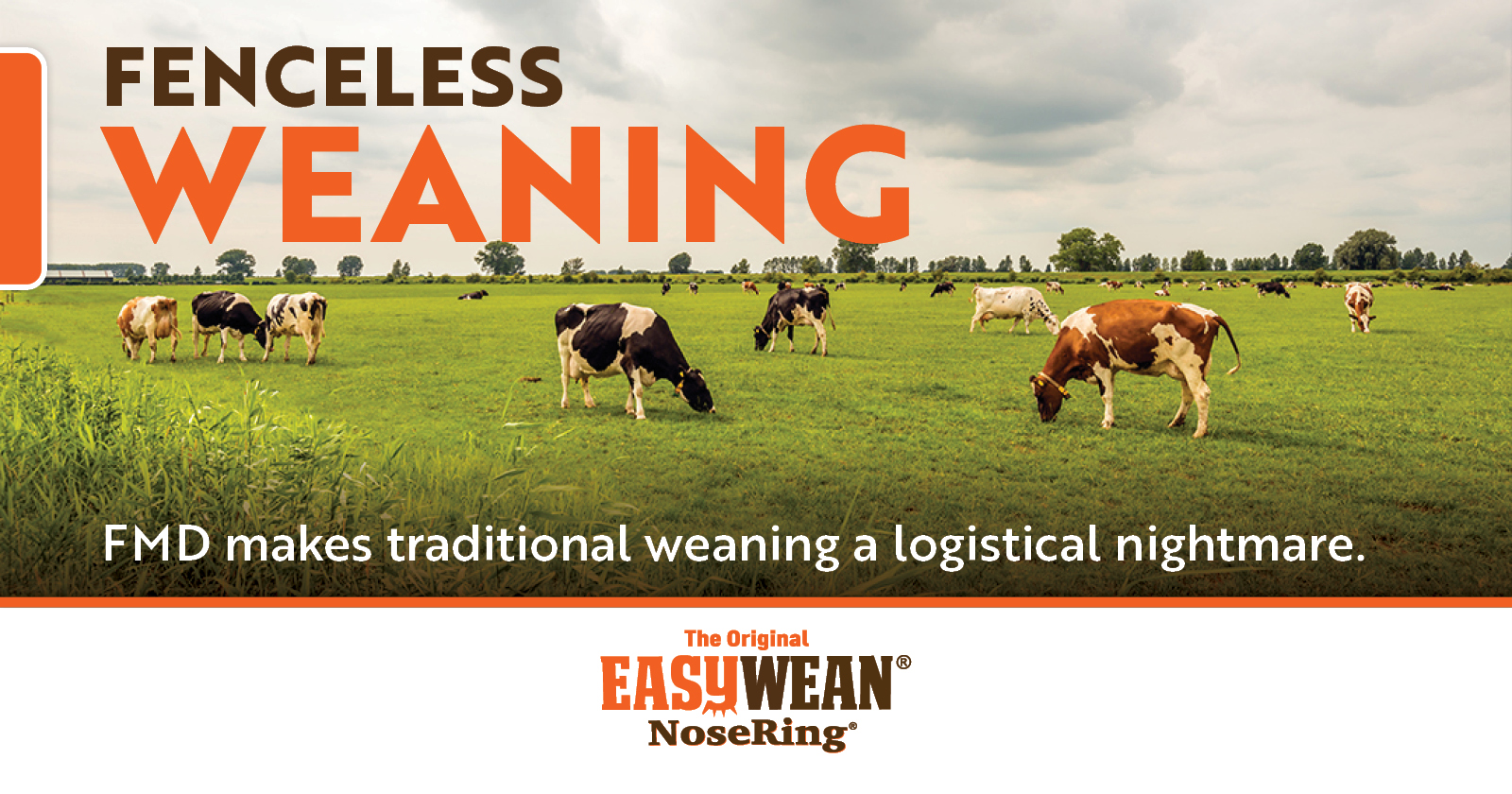 Fenceless Weaning | EASYWEAN® NoseRing