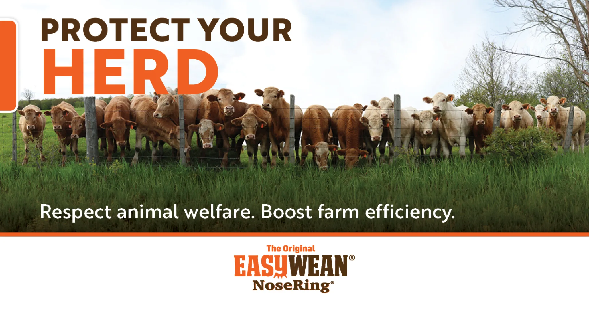 Protect Your Herd | Boost efficiency | EASYWEAN® NoseRing